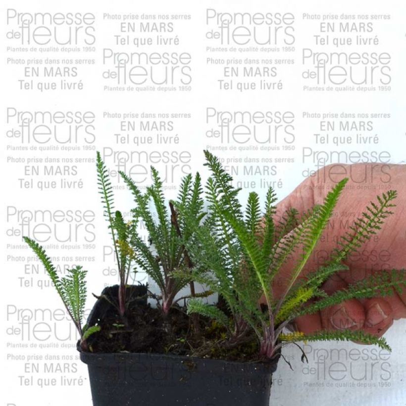 Ejemplo de ejemplar de Milenrama Chamois - Achillea millefolium Maceta de 8/9 cm tal y como se entrega