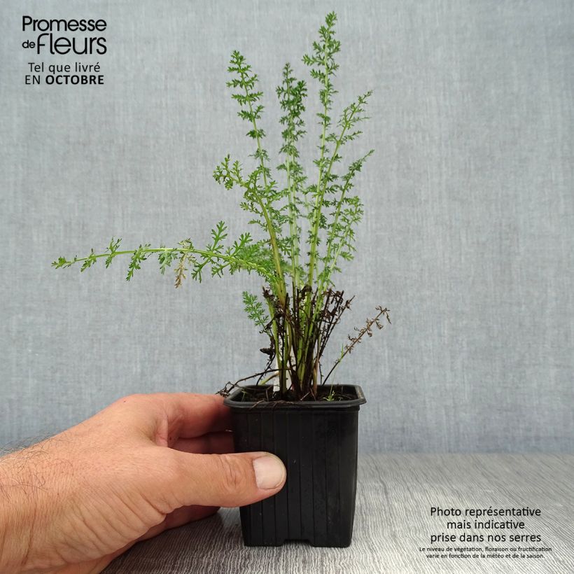 Ejemplar de Achillea Credo - Milenrama Maceta de 8/9 cm entregado en otoño
