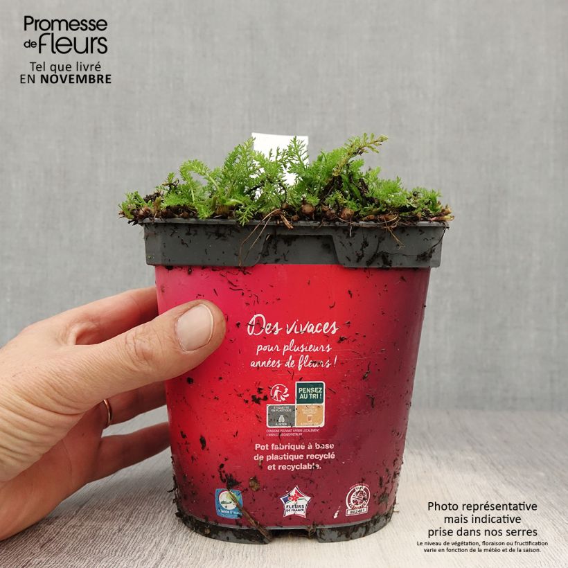 Ejemplar de Milenrama Desert Eve Red - Achillea millefolium Maceta 2L/3L entregado en otoño