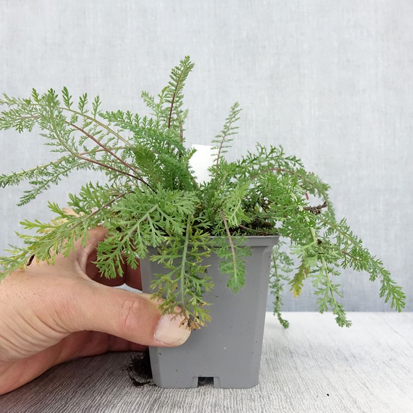 Ejemplar de Milenrama Cassis - Achillea millefolium Maceta de 8/9 cm entregado en otoño