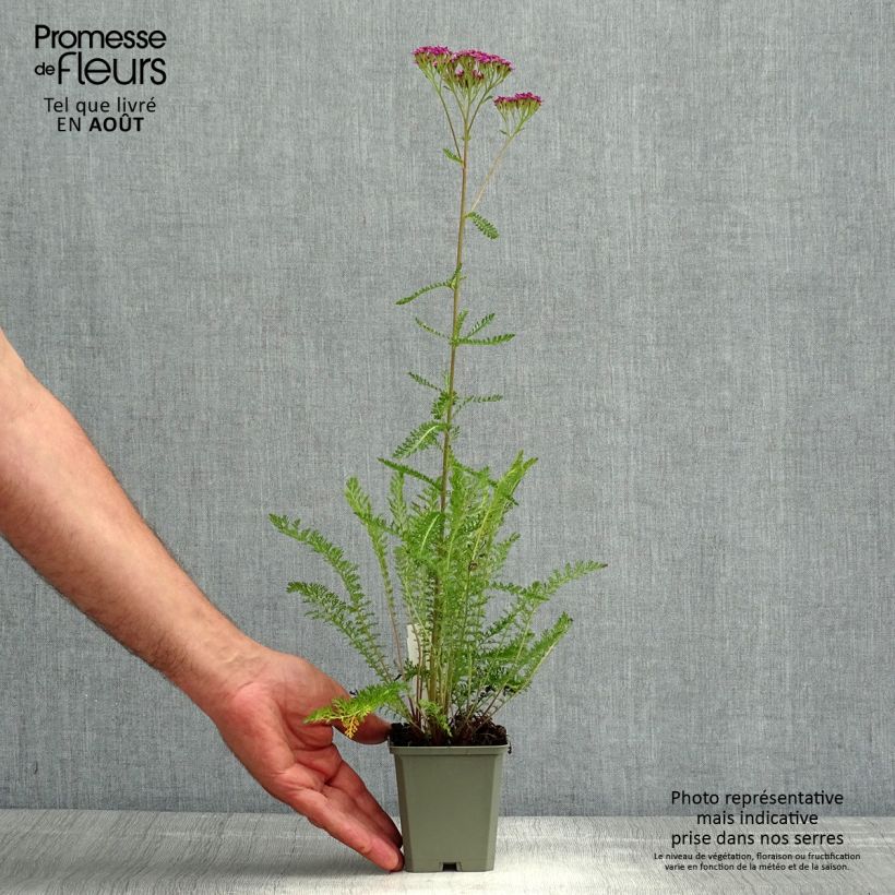 Ejemplar de Milenrama Cassis - Achillea millefolium Maceta de 8/9 cm entregado en verano