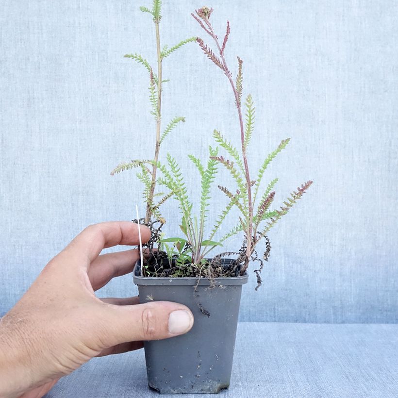 Ejemplar de Milenrama Hannelore Pahl - Achillea millefolium Maceta de 8/9 cm entregado en verano