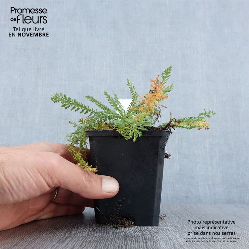 Ejemplar de Milenrama Schneetaler - Achillea millefolium Maceta de 8/9 cm entregado en otoño