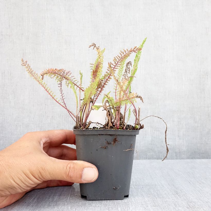 Ejemplar de Milenrama Apfelblute - Achillea millefolium Maceta de 8/9 cm entregado en verano