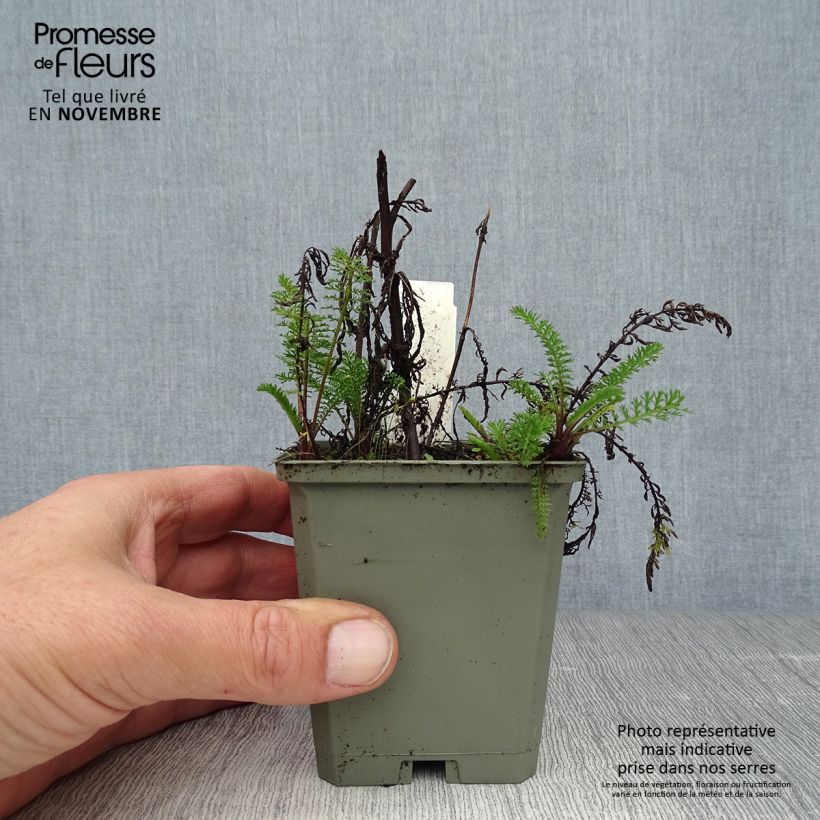 Ejemplar de Milenrama Apfelblute - Achillea millefolium Maceta de 8/9 cm entregado en otoño