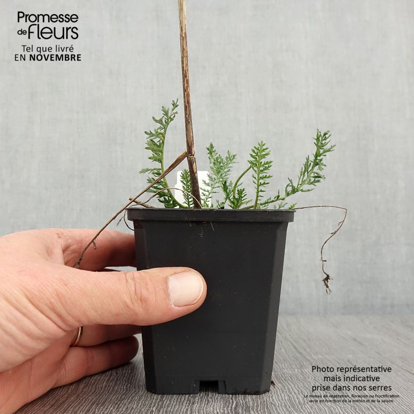 Ejemplar de Milenrama Feuerland - Achillea millefolium Maceta de 8/9 cm entregado en otoño