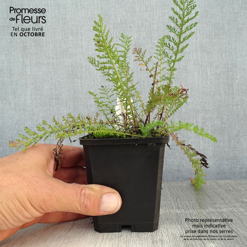 Ejemplar de Milenrama Lilac Beauty - Achillea millefolium Maceta de 8/9 cm entregado en otoño