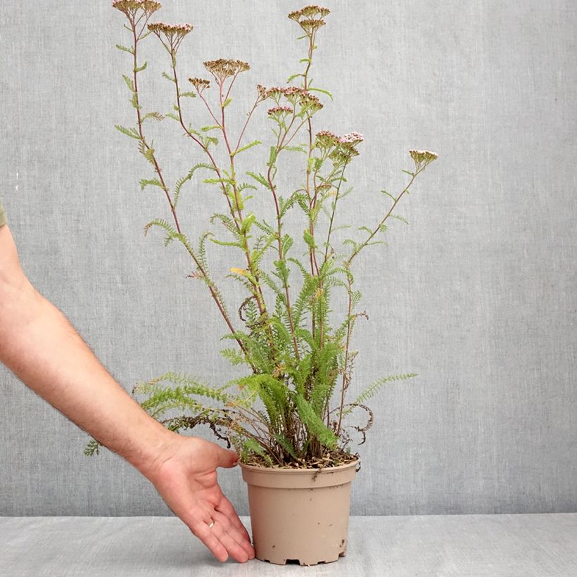 Ejemplar de Milenrama Lilac Beauty - Achillea millefolium Maceta 2L/3L entregado en verano