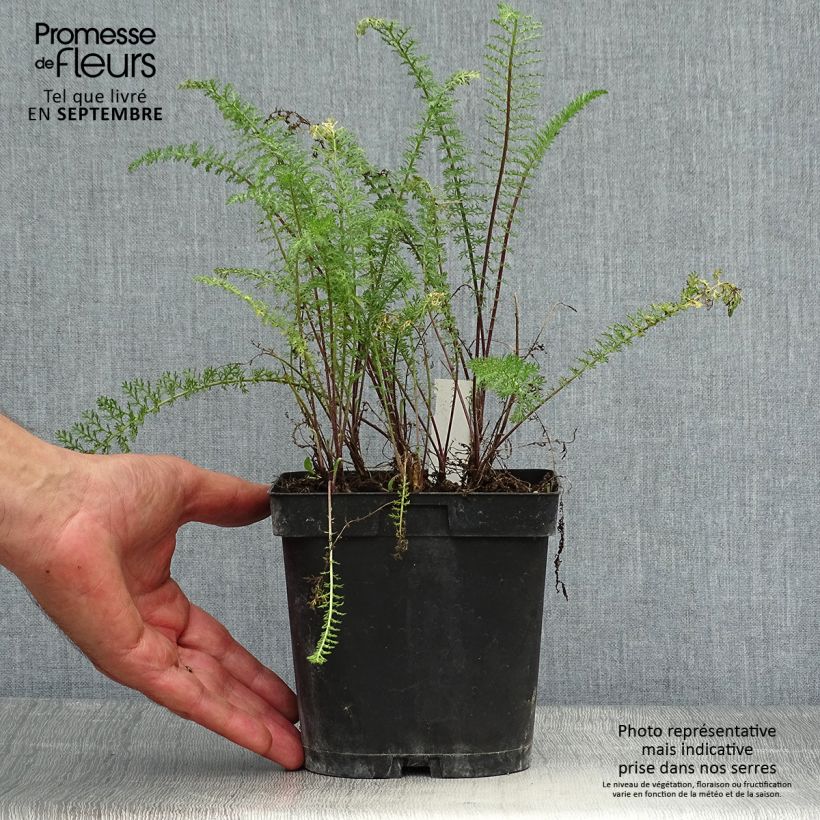 Ejemplar de Milenrama Paprika - Achillea millefolium Maceta 2L/3L entregado en otoño