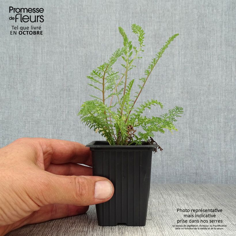 Ejemplar de Milenrama Summer Pastel - Achillea millefolium Maceta de 7/8 cm entregado en otoño