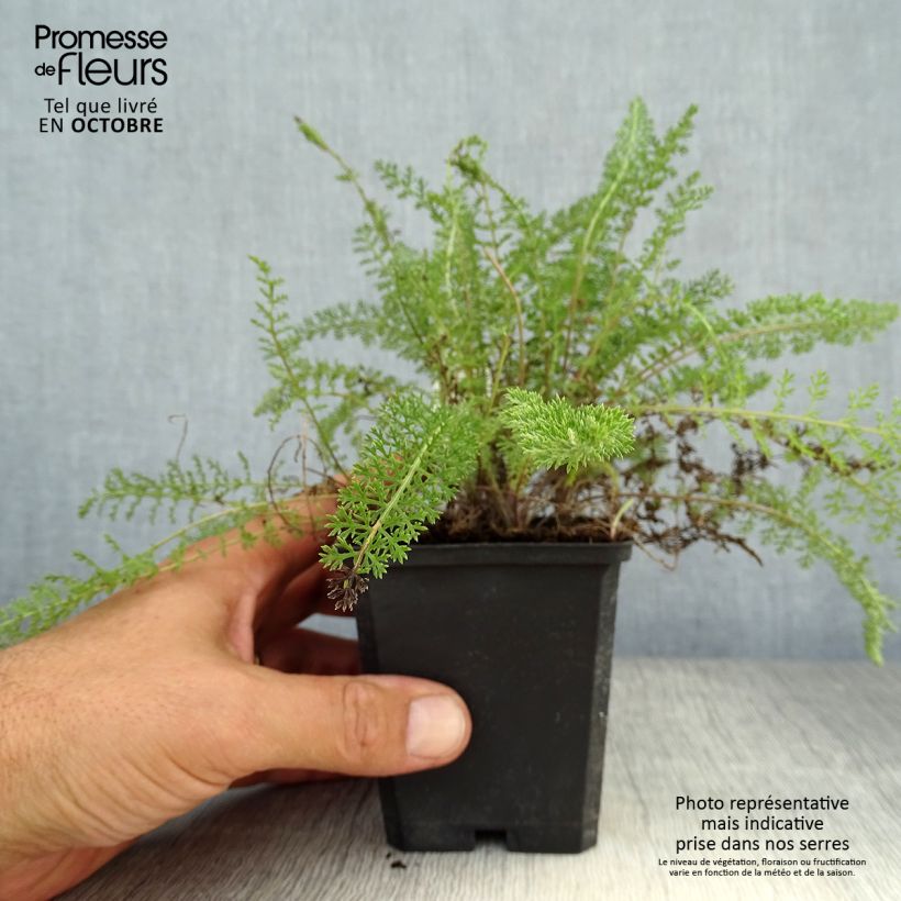 Ejemplar de Milenrama Summerwine - Achillea millefolium Maceta de 8/9 cm entregado en otoño