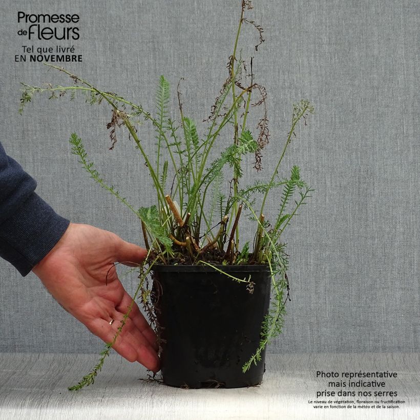 Ejemplar de Milenrama Terracotta - Achillea millefolium Maceta 2L/3L entregado en otoño