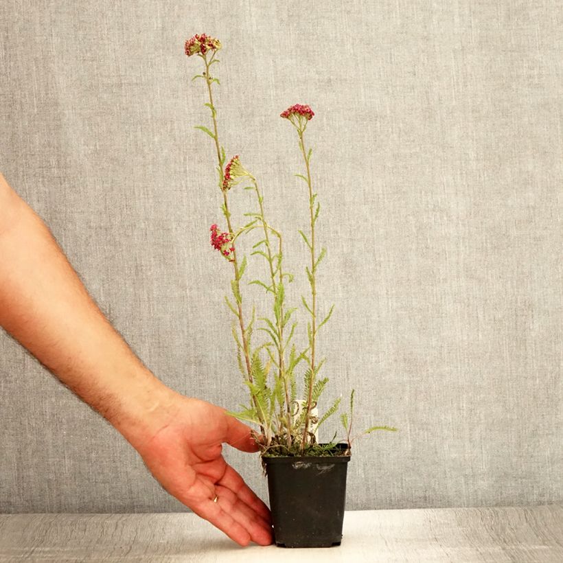 Ejemplar de Milenrama Velours - Achillea millefolium Maceta de 8/9 cm entregado en verano
