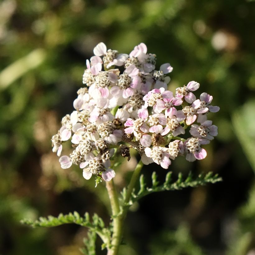 Milenrama Wonderful Wampee - Achillea millefolium (Floración)