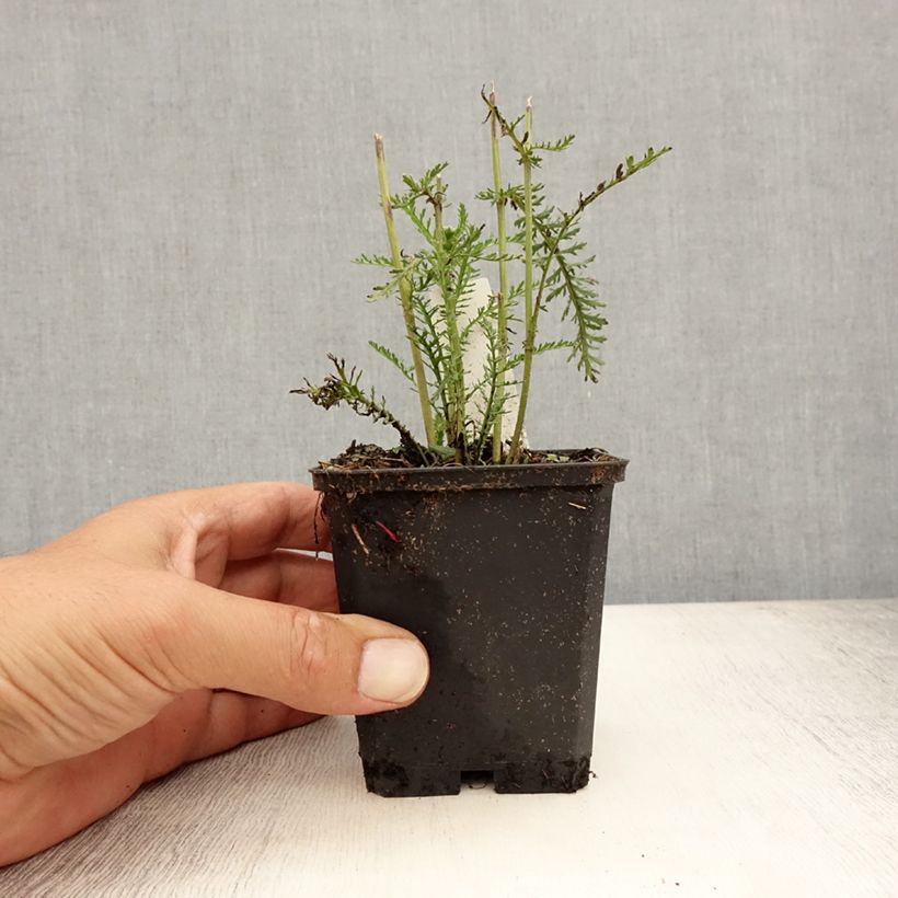 Ejemplar de Milenrama Wonderful Wampee - Achillea millefolium Maceta de 8/9 cm entregado en verano