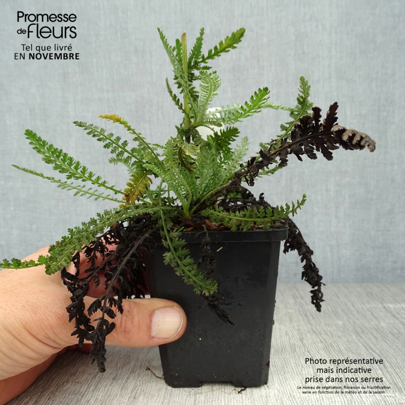 Ejemplar de Achillea Moonshine - Milenrama Maceta de 8/9 cm entregado en otoño