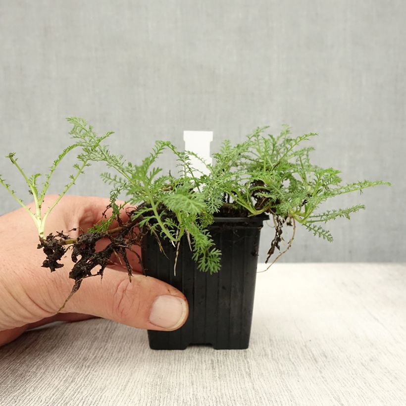 Ejemplar de Achillea odorata - Artemisa real Maceta de 8/9 cm entregado en otoño