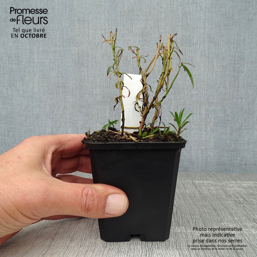 Ejemplar de Achillea ptarmica Perry s White Maceta de 8/9 cm entregado en otoño