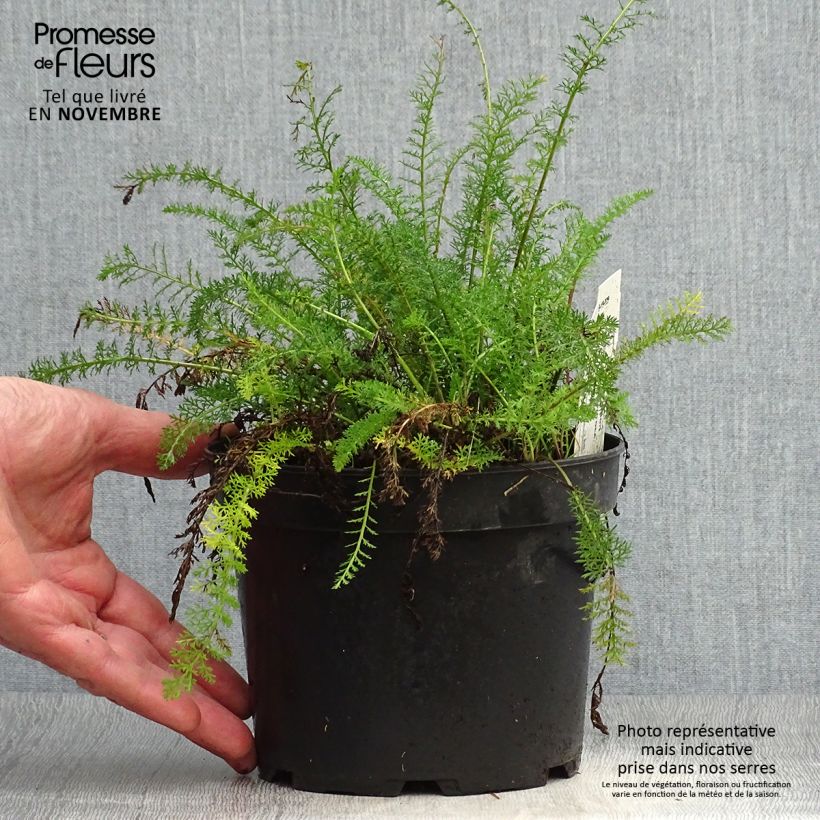 Ejemplar de Achillea tomentosa - Milenrama almerilla Maceta 2L/3L entregado en otoño