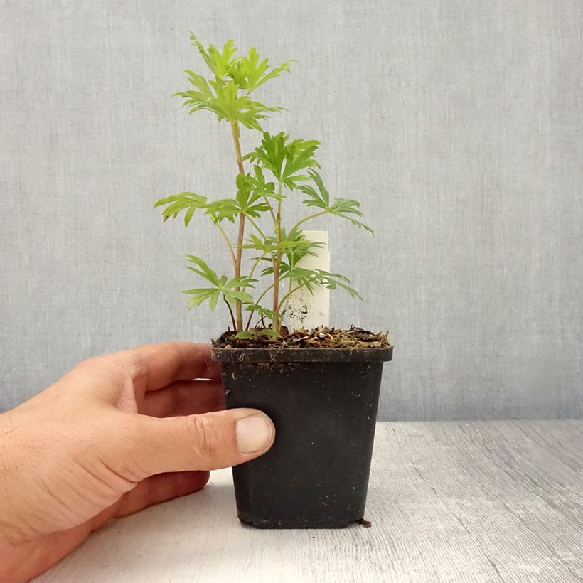 Ejemplar de Aconitum henryi Spark's Variety Maceta de 8/9 cm entregado en verano