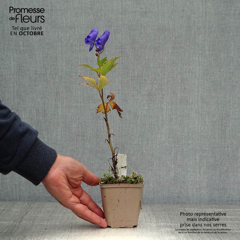 Ejemplar de Aconitum carmichaelii Arendsii Maceta de 8/9 cm entregado en otoño