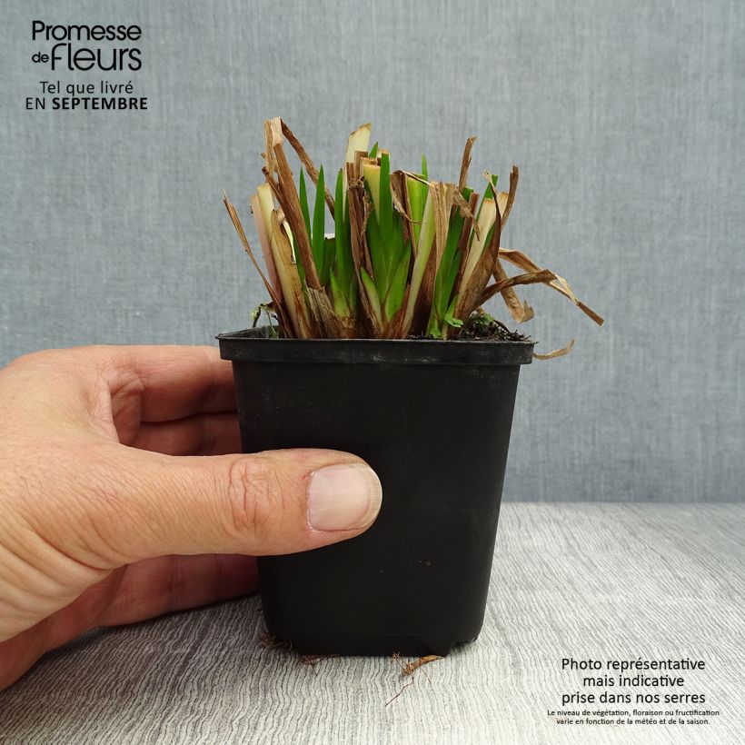 Ejemplar de Acoro - Acorus calamus Maceta de 8/9 cm entregado en otoño