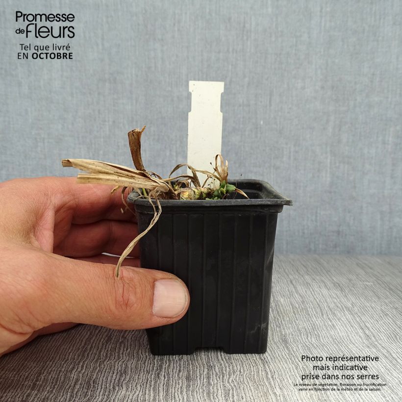 Ejemplar de Acoro calamus Variegatus Maceta de 8/9 cm entregado en otoño