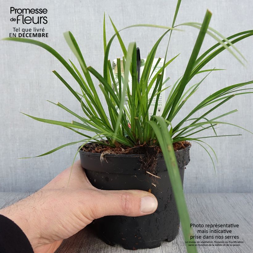 Ejemplar de Acoro gramineus Licorice Maceta 1,5L/2L entregado en otoño