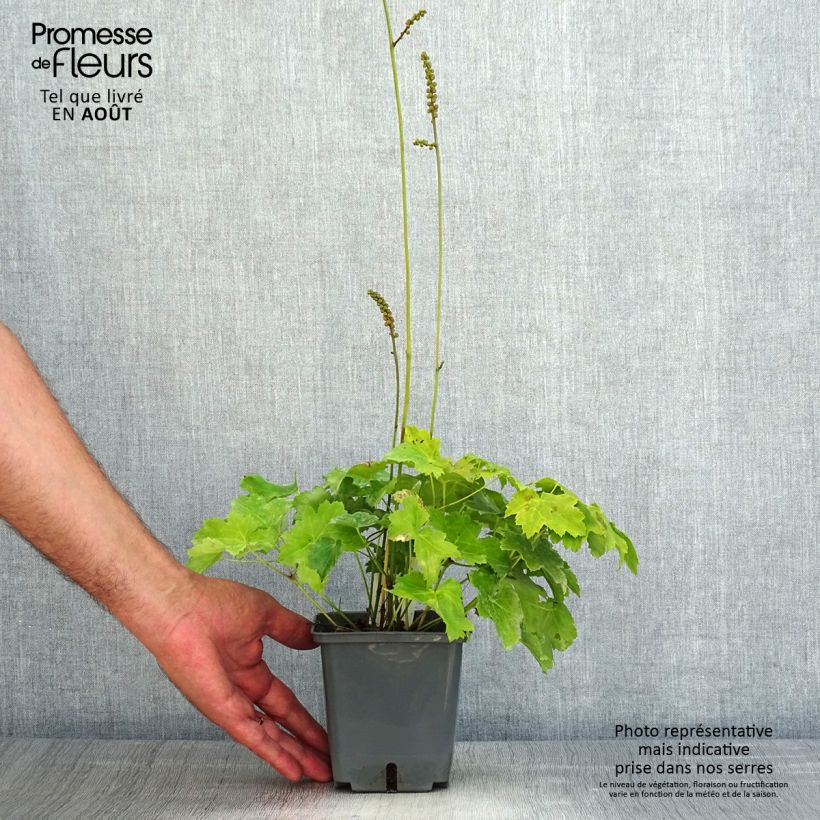 Ejemplar de Actaea japonica Cheju-Do Maceta 1L/1,5L entregado en verano