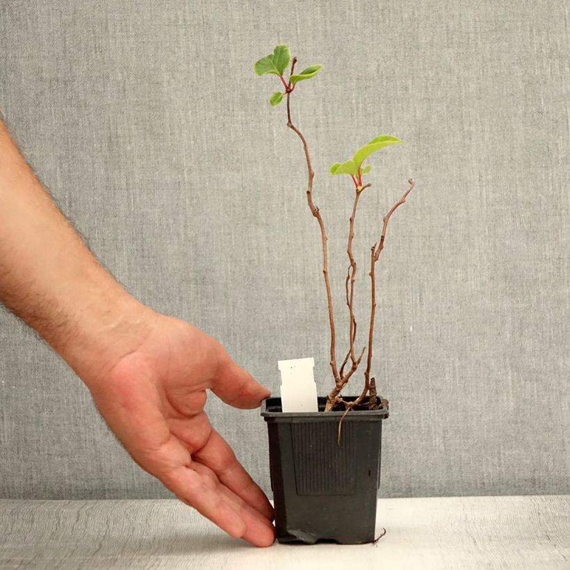 Ejemplar de Mini kiwi Domino (Hembra) - Actinidia arguta Maceta de 10 cm/11 cm entregado en verano