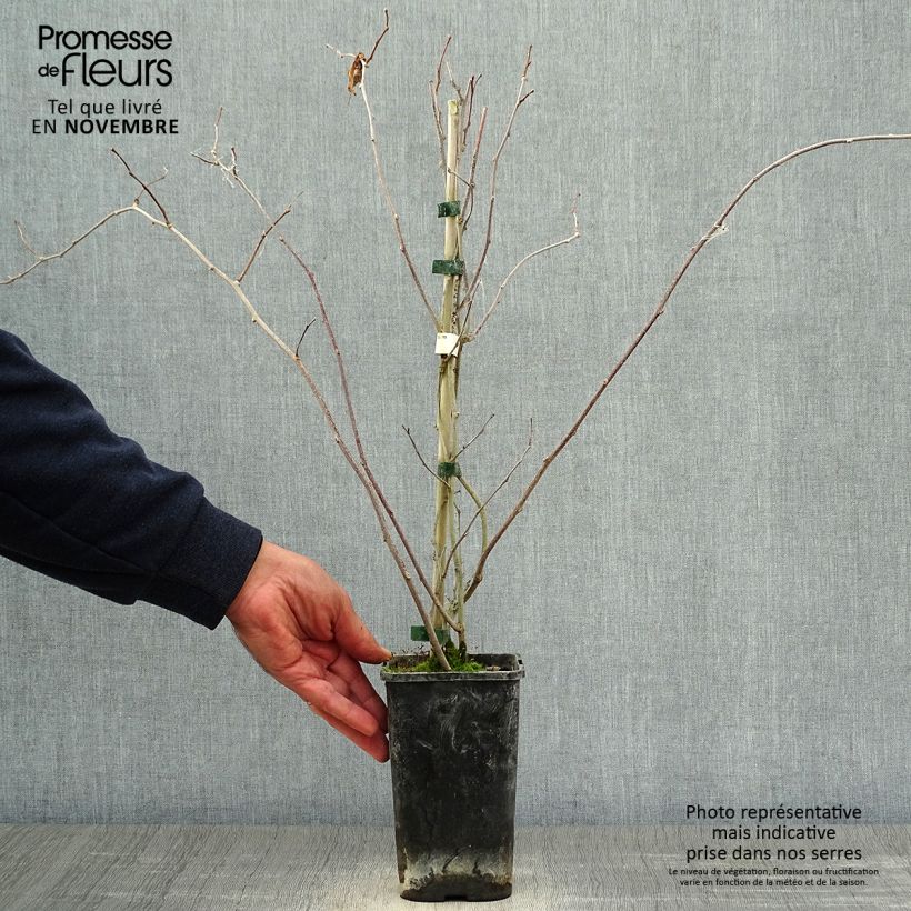 Ejemplar de Actinidia kolomikta Adam - Kiwi siberiano Maceta 1,5L/2L entregado en otoño