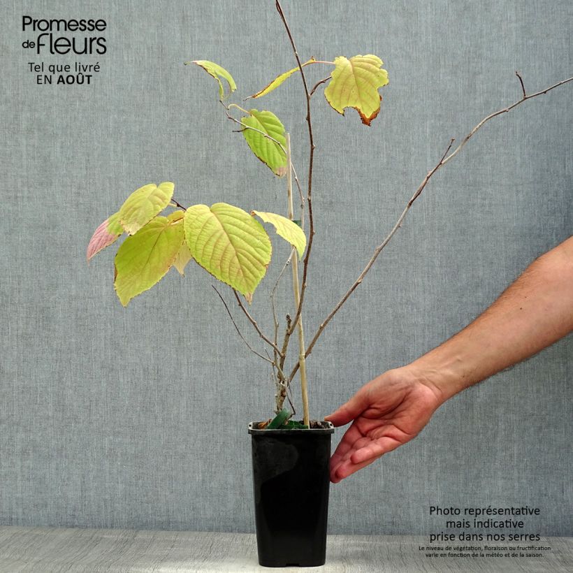 Ejemplar de Actinidia kolomikta Adam - Kiwi siberiano Maceta 1,5L/2LAltura de entrega aprox. 40cm entregado en verano