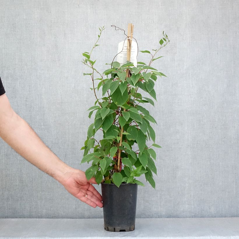 Actinidia kolomikta Red Beauty (Hembra) - Kiwi siberiano Maceta 2L/3LAltura de entrega aprox. 60/80cm Ejemplar entregado en la primavera