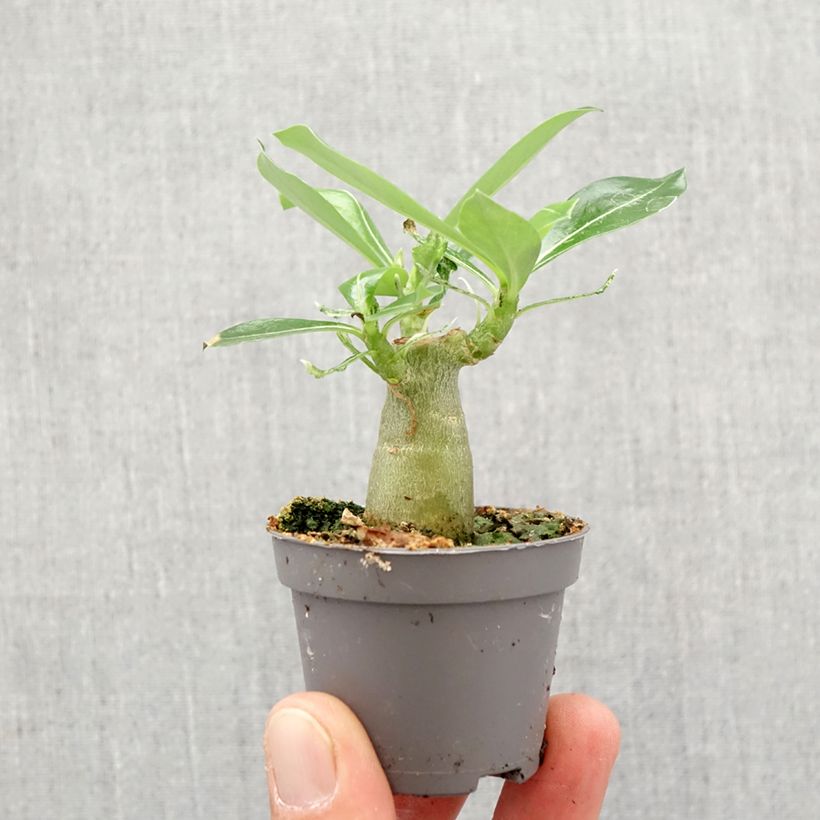 Rosa del desierto - Adenium obesum Mini-plante Ejemplar entregado en la primavera