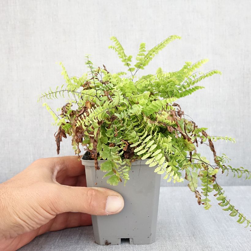 Ejemplar de Adiantum pedatum - Culantrillo de Canadá​ Maceta de 8/9 cm entregado en verano