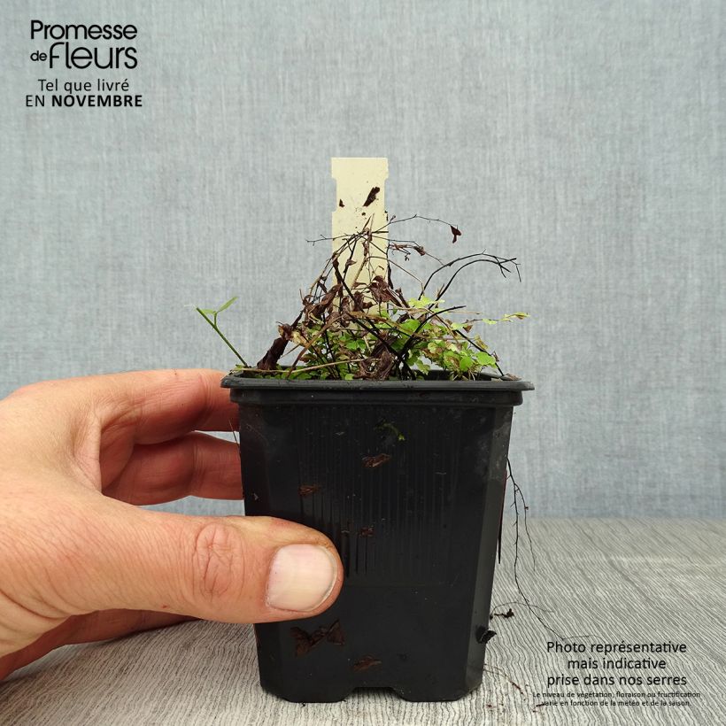 Ejemplar de Adiantum pedatum - Culantrillo de Canadá​ Maceta de 8/9 cm entregado en otoño