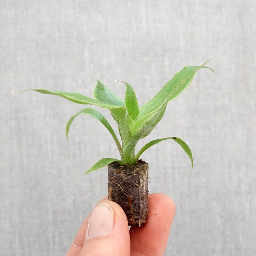 Aechmea tayoensis - Motte 5 cm x 7 cm Ejemplar entregado en la primavera