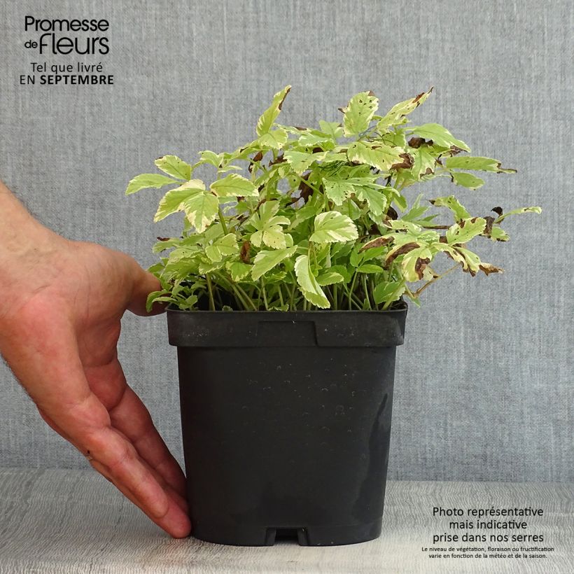 Ejemplar de Aegopodium podagaria Variegata Maceta 2L/3L entregado en verano
