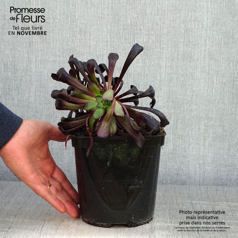 Ejemplar de Aeonium arboreum var. atropurpureum Schwarzkopf Maceta 3L/4L entregado en otoño