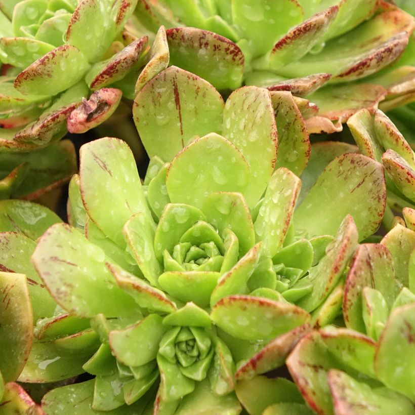 Aeonium Bronze Medal (Follaje)