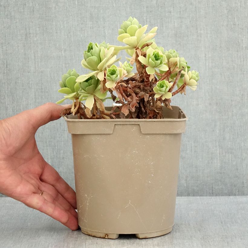 Ejemplar de Aeonium Goblin Maceta 3L/4L entregado en verano