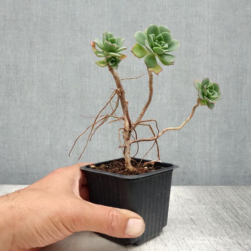 Ejemplar de Aeonium haworthii - Bejequillo Maceta de 8/9 cm entregado en verano