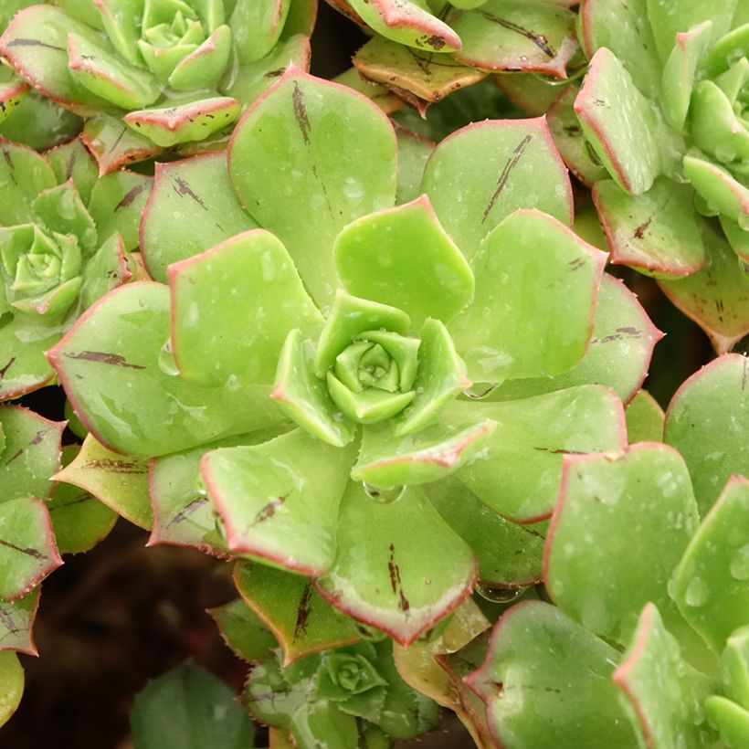Aeonium Mary Ann Kunkel (Follaje)