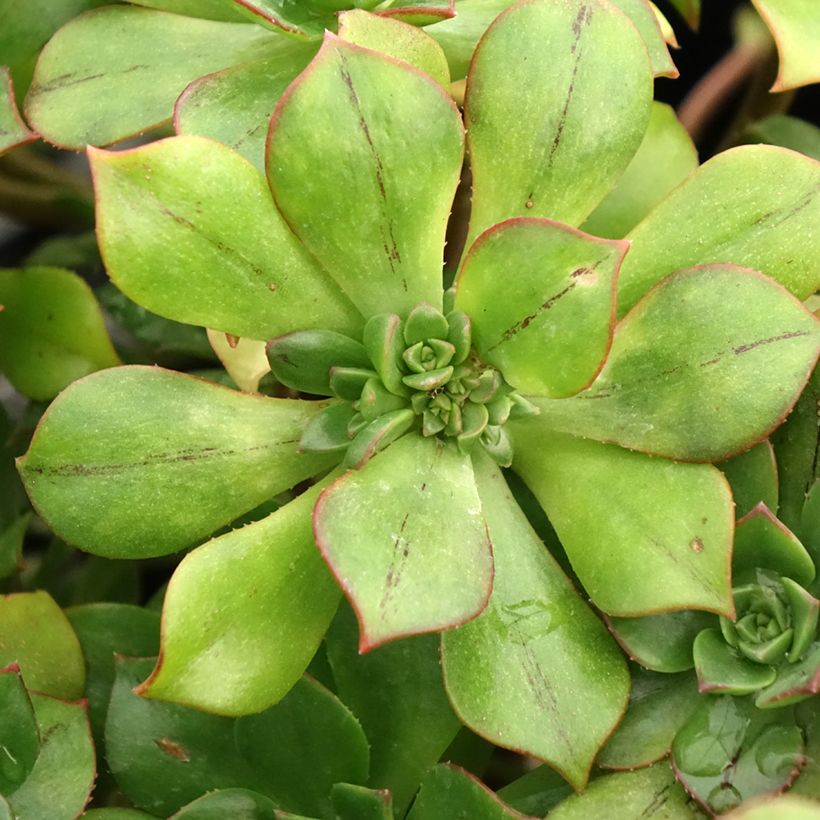 Aeonium Mary Ann Kunkel (Follaje)