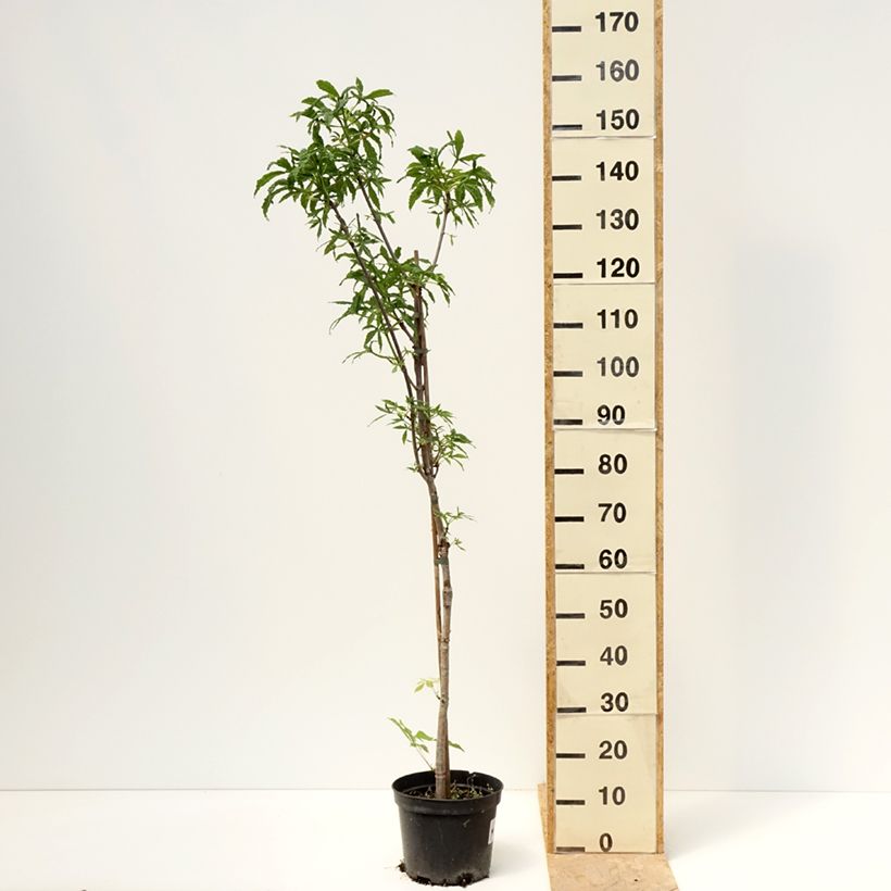 Aesculus Digitata - Marronnier commun hybride - Pot de 4L/5L Ejemplar entregado en la primavera