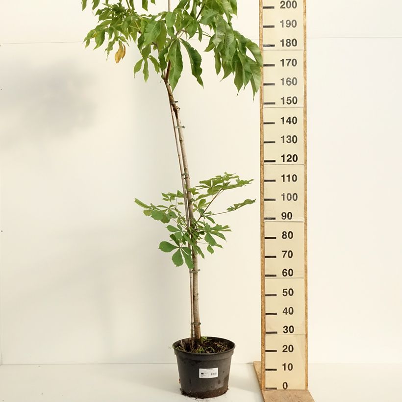 Aesculus flava - Pavier, Marronnier jaune - Pot de 20L/25L Ejemplar entregado en la primavera