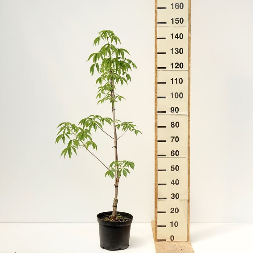 Aesculus glabra Herkenrode - Marronnier de l'Ohio - Pot de 7,5L/10L Ejemplar entregado en la primavera