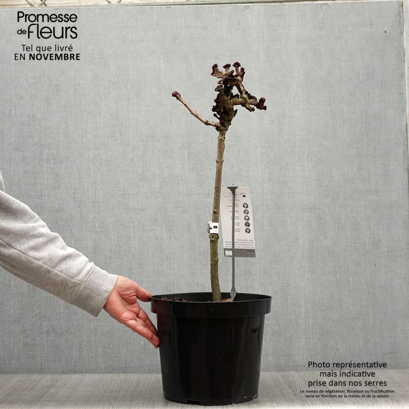 Ejemplar de Aesculus hippocastanum Monstrosa - Castaño de Indias Maceta 7,5L/10L entregado en otoño