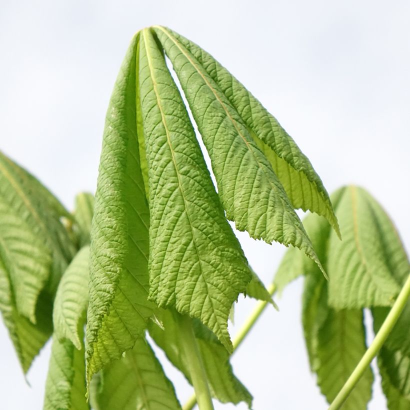 Aesculus hippocastanum Umbraculifera - Castaño de Indias (Follaje)