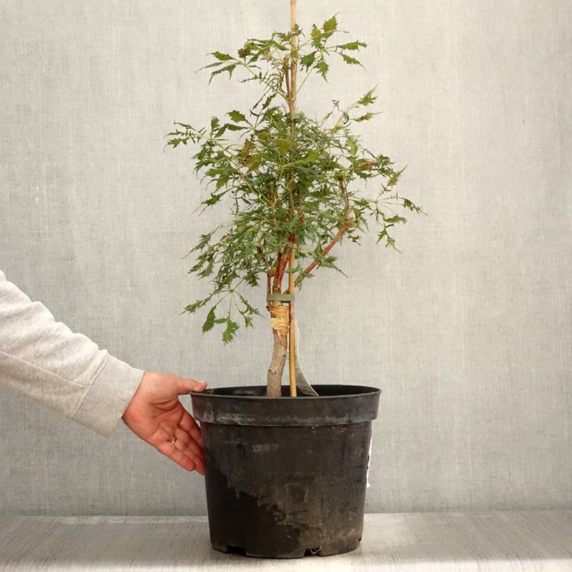 Ejemplar de Aesculus hippocastanum Laciniata - Castaño de Indias Maceta 7,5L/10L entregado en otoño